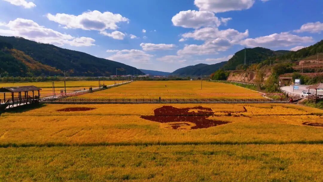 【攝影報道】隴上江南 豐景如畫 ——合水縣太白鎮(zhèn)千畝水稻喜獲豐收