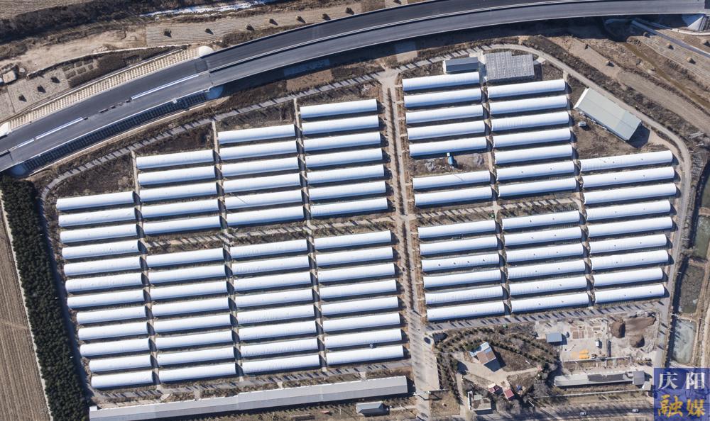 【非凡“十四五” 奮進(jìn)新慶陽】 攝影報(bào)道︱日產(chǎn)4萬棒！華池縣山莊鄉(xiāng)香菇基地筑牢循環(huán)農(nóng)業(yè)產(chǎn)業(yè)鏈