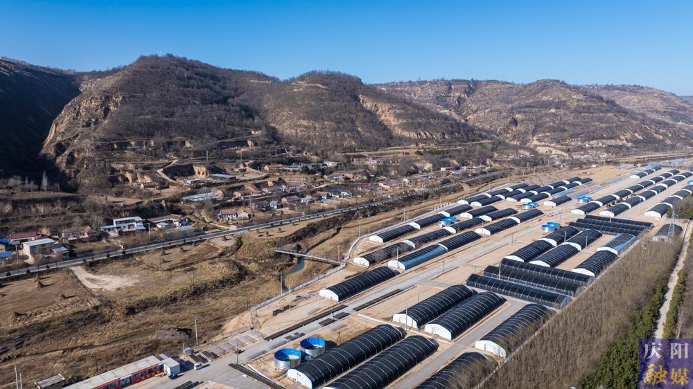 【非凡“十四五” 奮進新慶陽】 攝影報道︱合水縣老城鎮(zhèn)木耳香飄海外