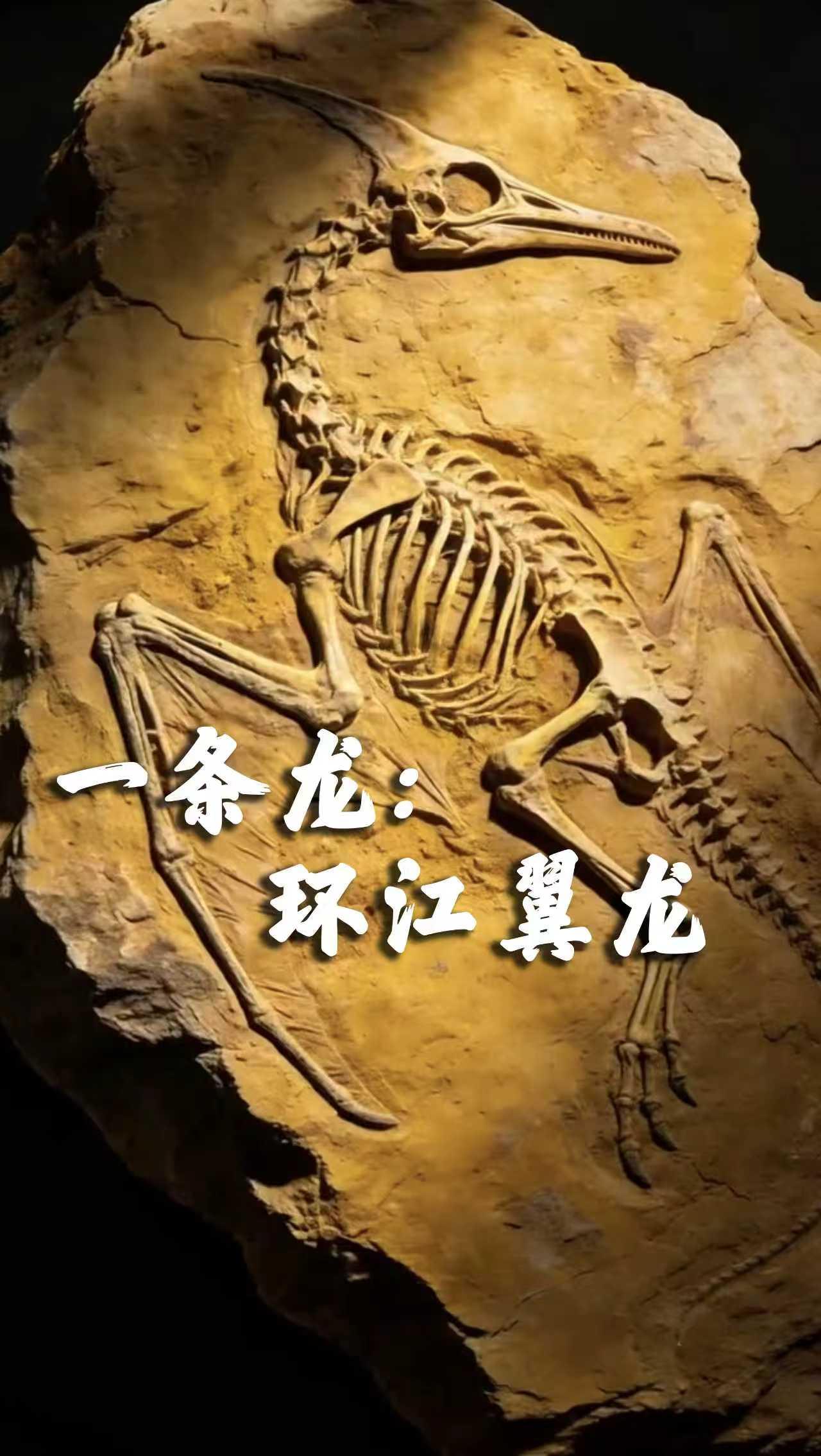 一見(jiàn)慶陽(yáng) | 一條龍