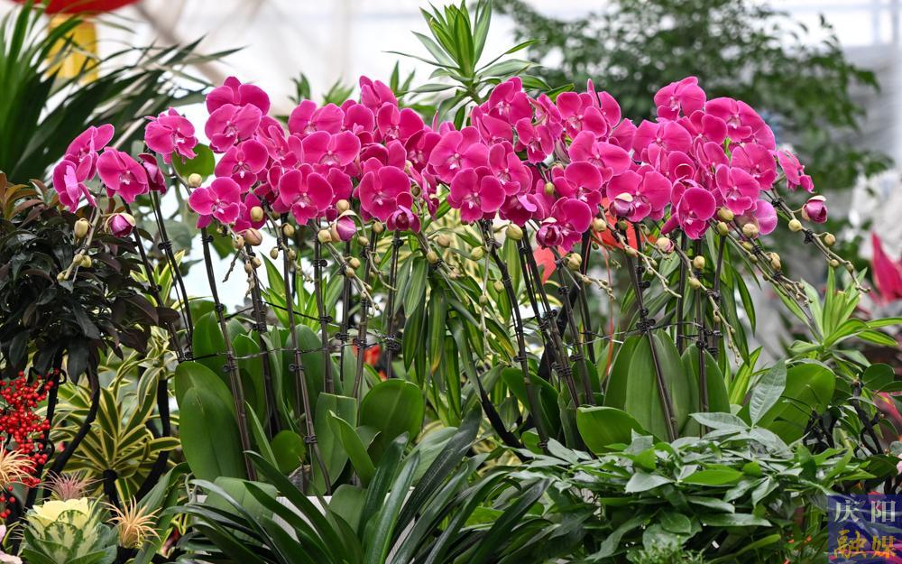 【攝影報道】西峰區(qū)冬季花卉市場迎來銷售旺季