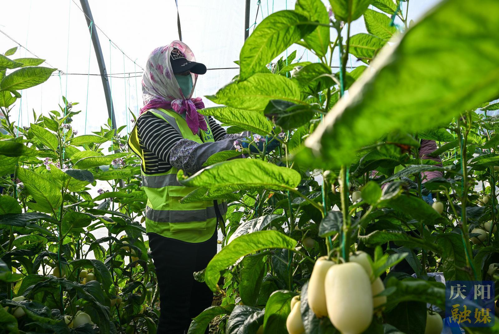 非凡“十四五”奮進(jìn)新慶陽(yáng) | 鎮(zhèn)原人參果即將迎來(lái)采摘季