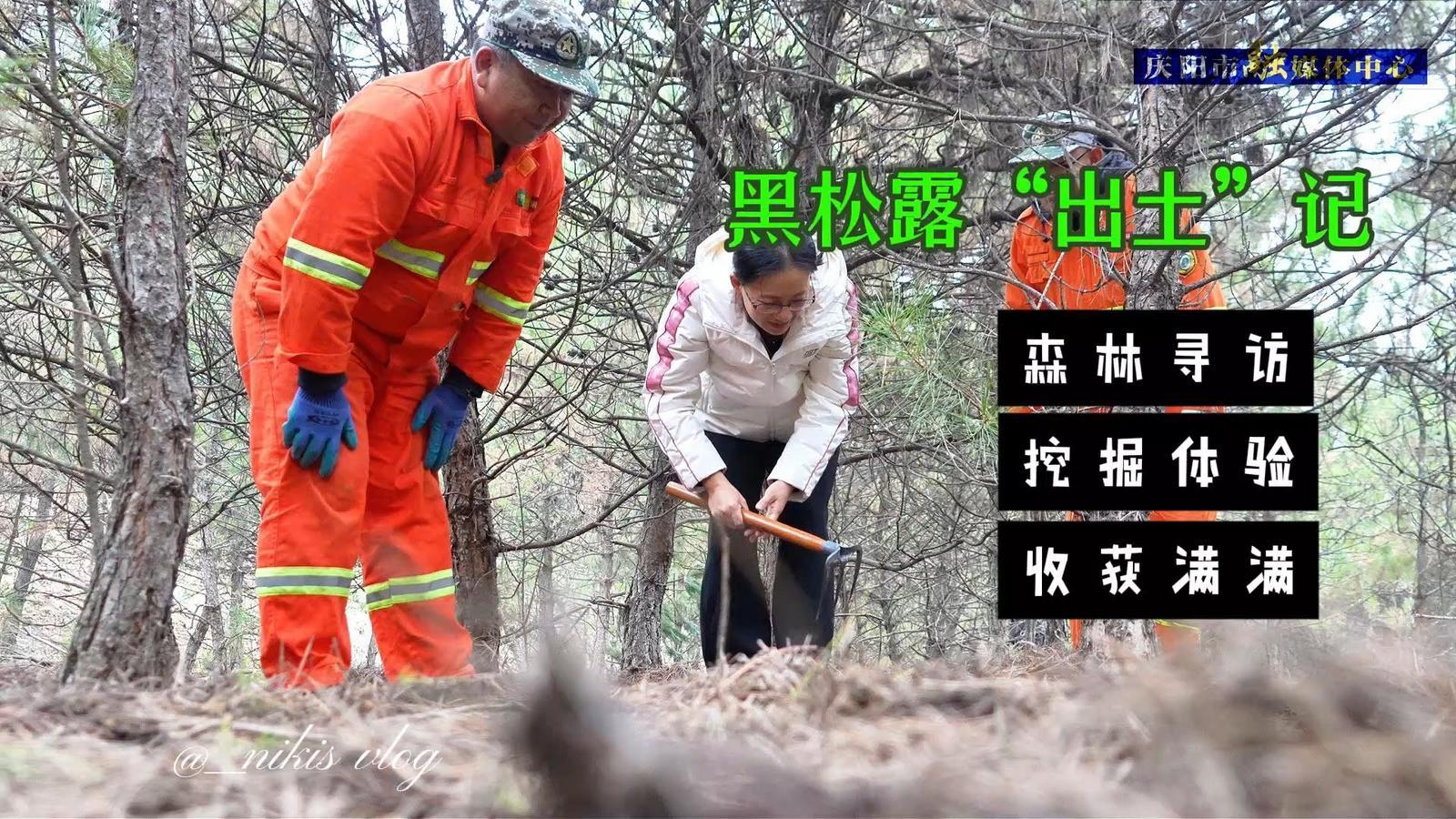 黃土高原刨出了“黑疙瘩”，黑松露成了子午嶺“新名片”