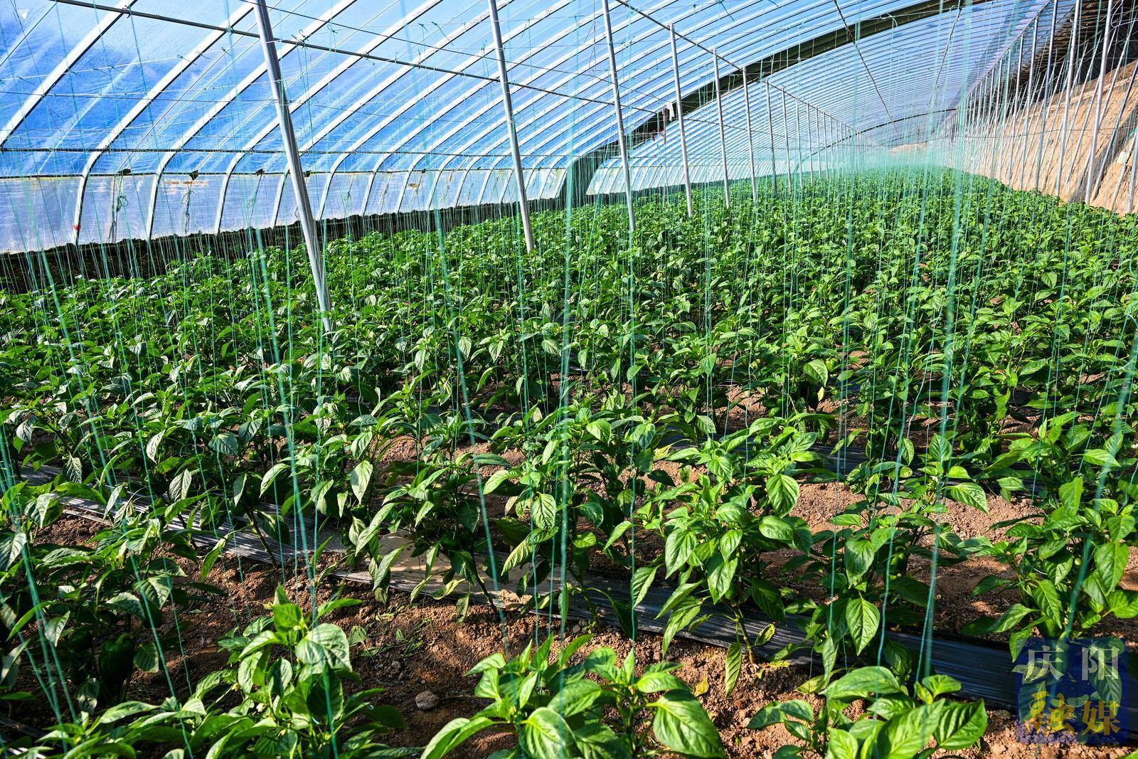 非凡“十四五”奮進(jìn)新慶陽(yáng) | 鎮(zhèn)原縣開邊鎮(zhèn)：設(shè)施農(nóng)業(yè)集群發(fā)展 特色產(chǎn)業(yè)賦能鄉(xiāng)村振興