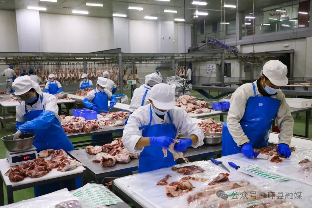 【攝影報道】冬日環(huán)縣：羊肉分割加工忙