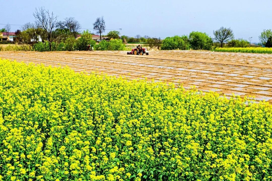 “農(nóng)”墨重彩繪新卷 ——寧縣“十四五”時(shí)期農(nóng)業(yè)產(chǎn)業(yè)提質(zhì)增效工作綜述