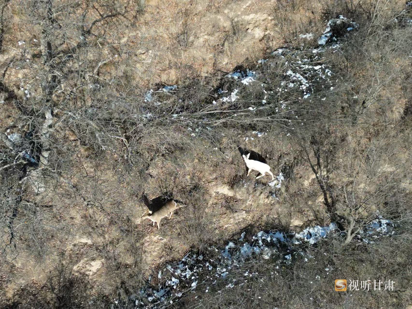 慶陽子午嶺林場現(xiàn)罕見白狍蹤跡→