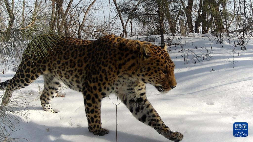 甘肅慶陽：華北豹種群棲息地持續(xù)北擴　子午嶺生態(tài)向好再添“實證”