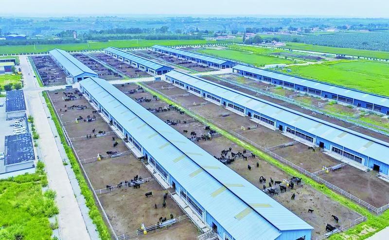 《隴東報(bào)》特刊·鄉(xiāng)村振興︱藥材生金、黃酒飄香......特色產(chǎn)業(yè)釀“幸?！?>

                        <div   id=