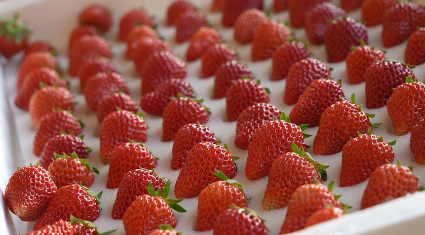 甘肅慶陽西峰區(qū)以豐產(chǎn)增收守護(hù)群眾幸福滋味