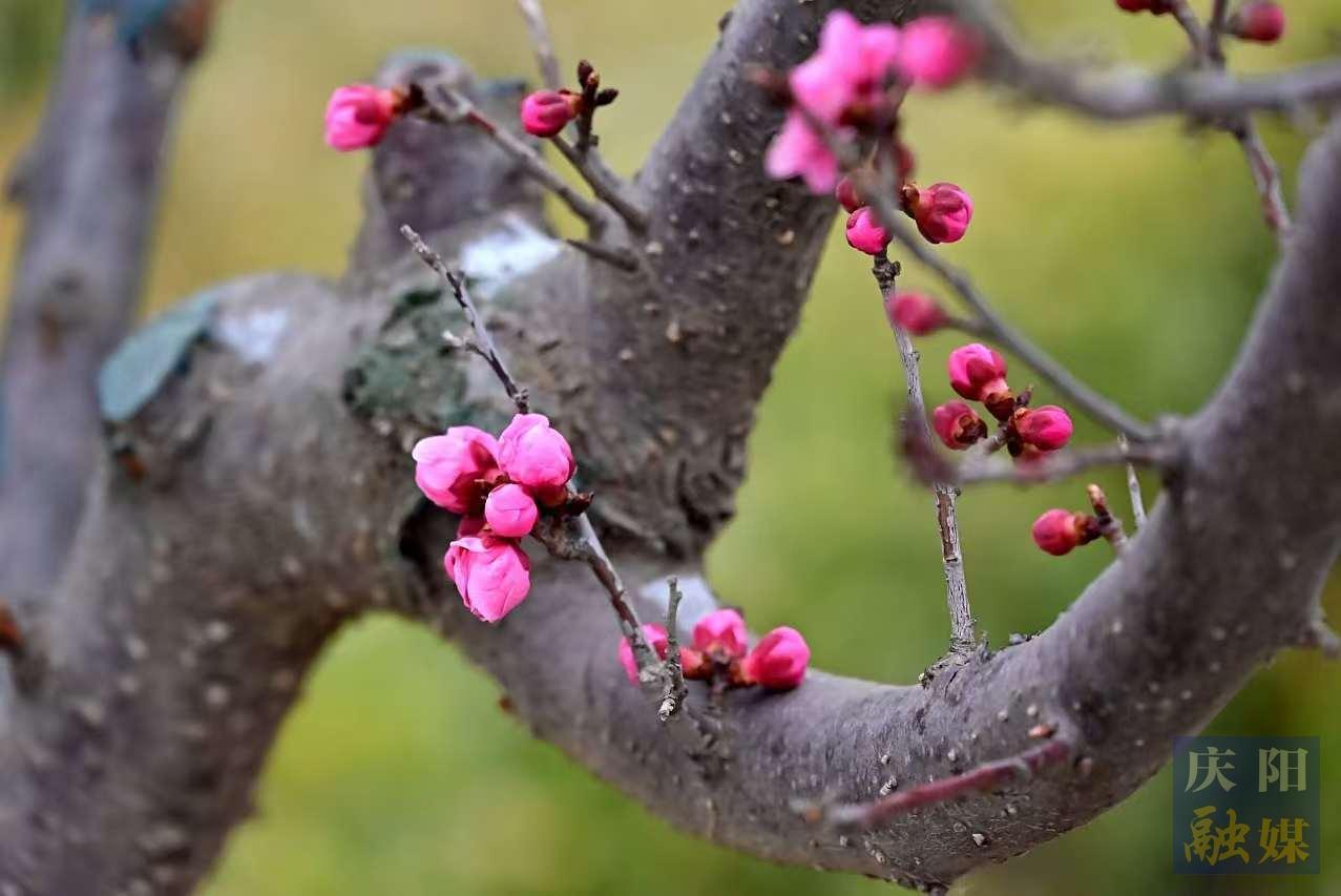 【美圖慶陽】西峰區(qū)人防廣場春梅盛放