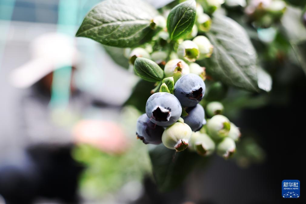 新春走基層丨甘肅定西：高原藍(lán)莓為鄉(xiāng)村振興注入“甜蜜動能”