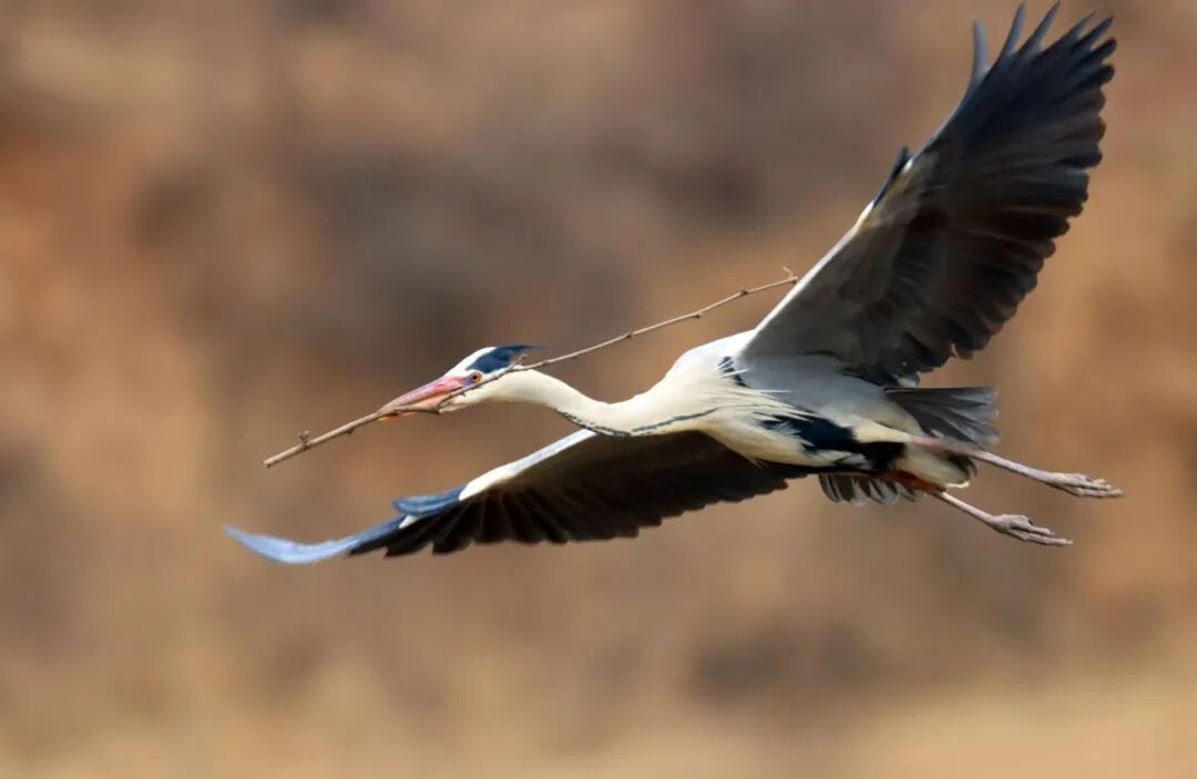 【攝影報道】春歸合水 蒼鷺翩至——合水縣太白鎮(zhèn)迎來蒼鷺歸巢盛景