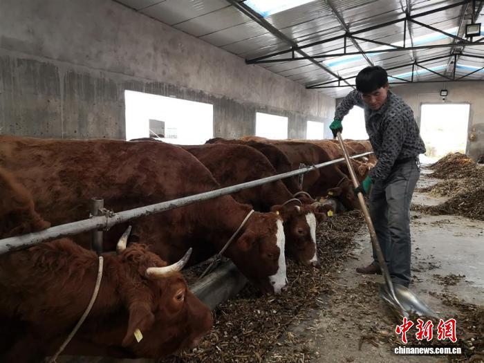 甘肅：讓“活資產(chǎn)”可抵押 破解“帶毛不算”融資難